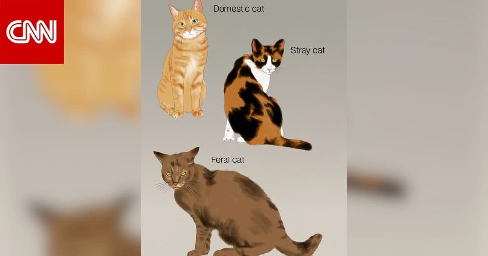 "تُصنّف كحيوانات مفترسة شرسة".. نيوزيلندا تسعى للقضاء على القطط البرية