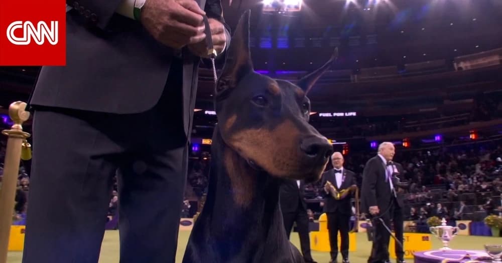 كلب دوبرمان يخطف الأنظار في مسابقة ويستمنستر ويتوج باللقب